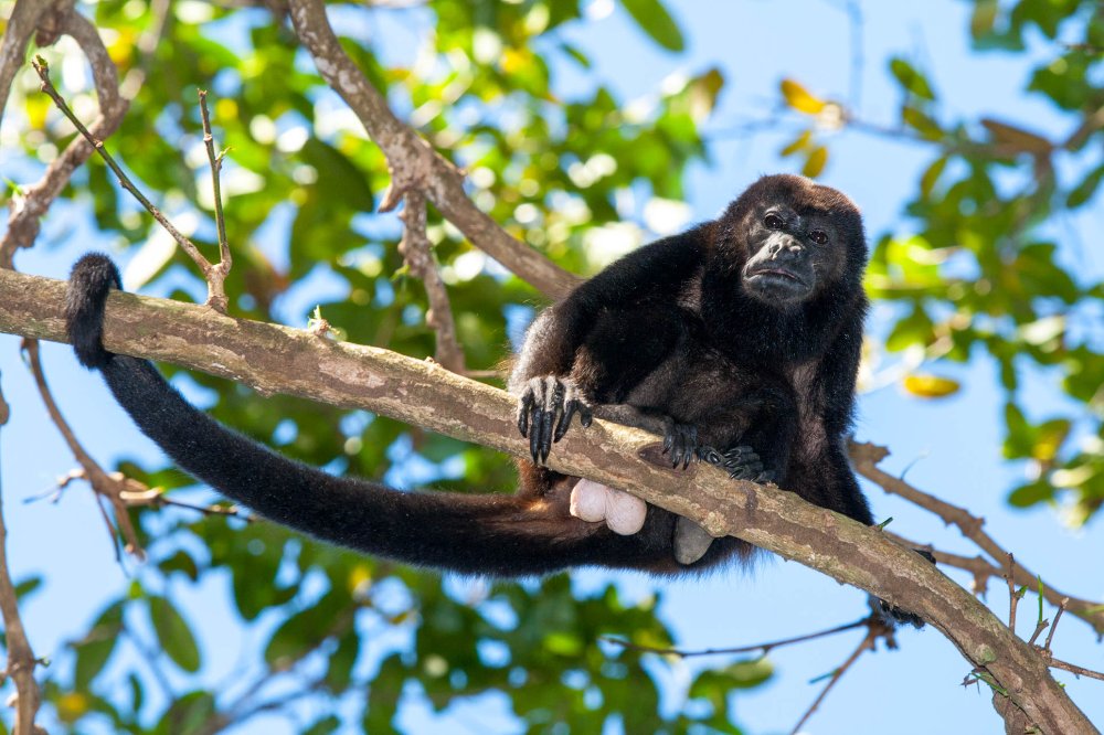 howler monkey on a branch at cabo blanco reserve
 - Costa Rica