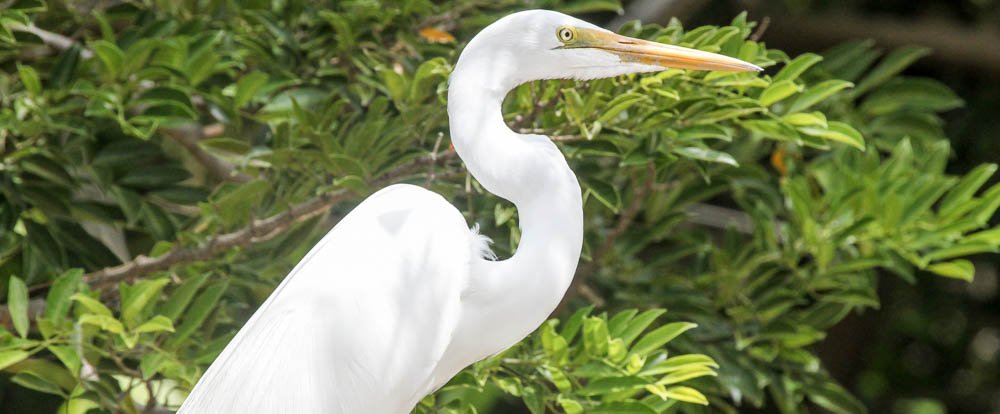 great egret standing 
 - Costa Rica