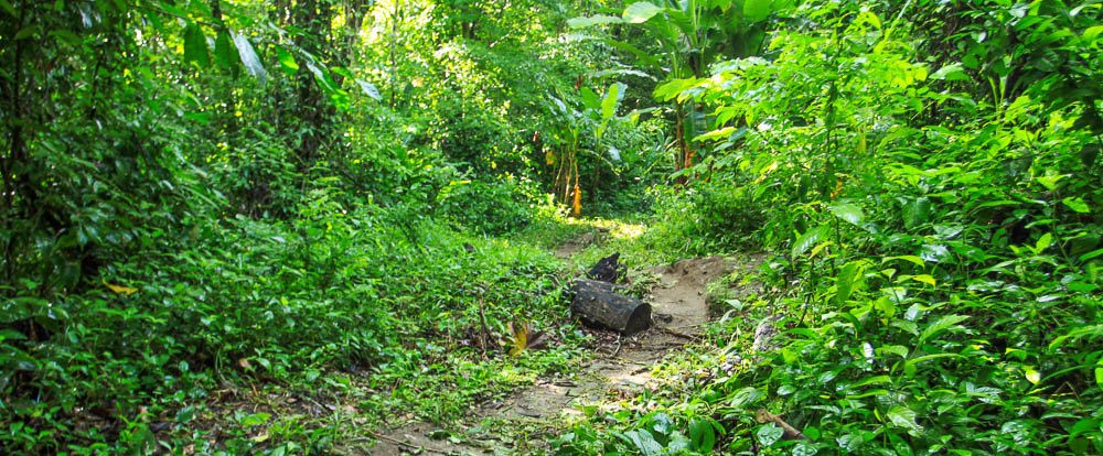 carara national park secondary forest 
 - Costa Rica