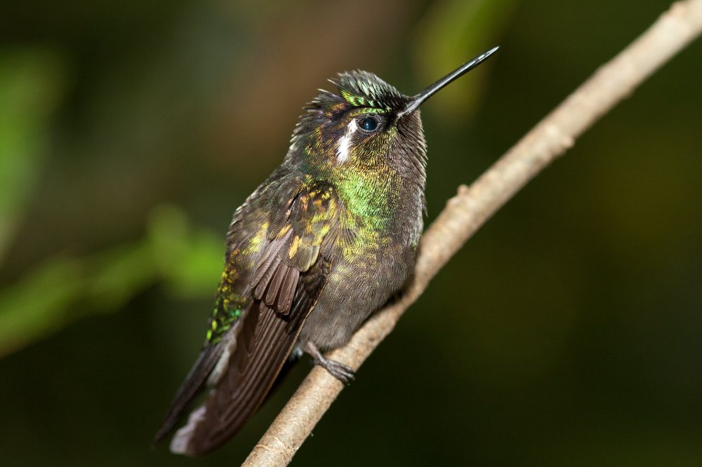 hummingbird perched on a branch monteverde
 - Costa Rica