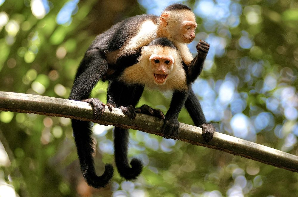        white face monkeys on branch tortuguero
  - Costa Rica