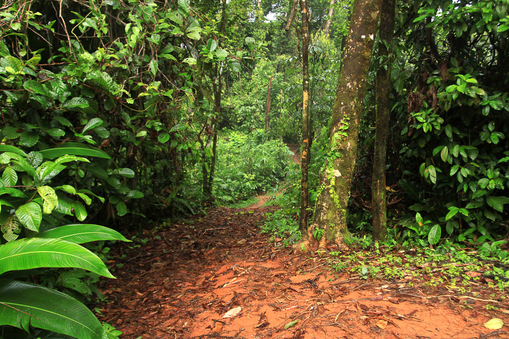        releasing the kinkajou blog trail 
  - Costa Rica