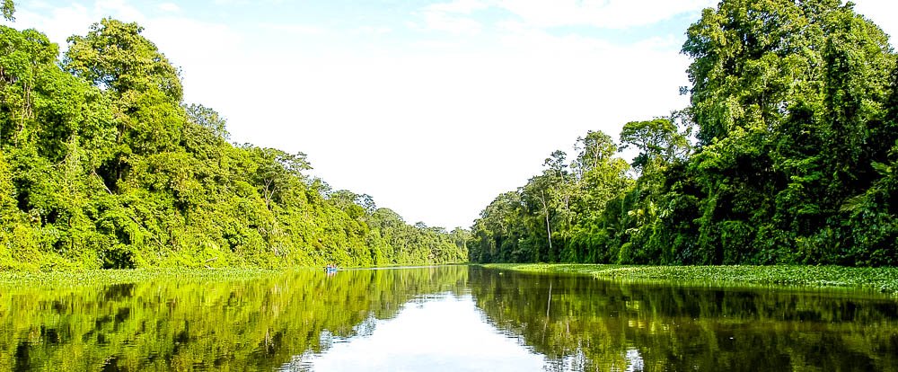 forest reflections on tortuguero canal
 - Costa Rica