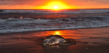 Mass Turtle Nesting at Ostional - Costa Rica