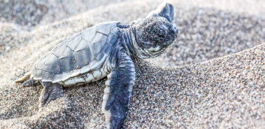 Saving Sea Turtles in Tortuguero - Costa Rica