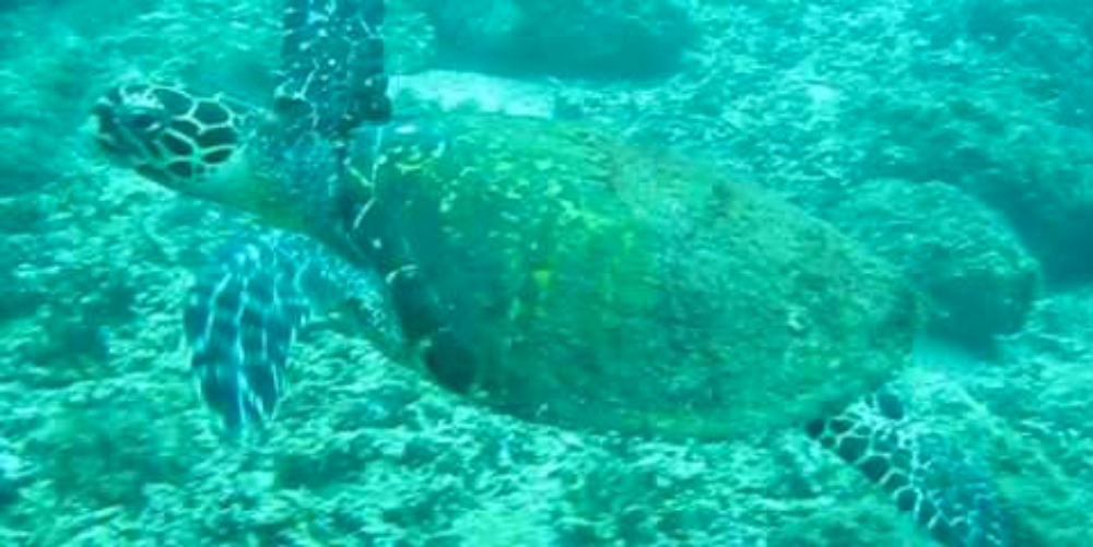        scuba diving hawksbill sea turtles
  - Costa Rica